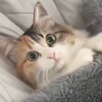 枕を支えに毛づくろいしていた猫→『毛布』をかけてみると…まさかの光景が15万いいね「前世は人間？」「赤ちゃんみたいｗ」とSNSで反響