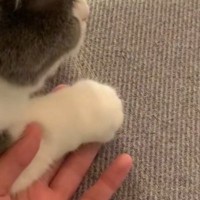 愛猫とおててを繋ぎながらテレビを見ていると…信じられないほど尊い『予想外の行動』が225万再生「悲鳴が出た」「ラブラブすぎる」