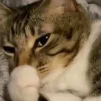 気持ちよさそうに寝ていた猫と『終電ごっこ』してみた結果…完璧すぎるリアクションが112万再生「いいタイミングでｗ」「猫専用車両？ｗ」