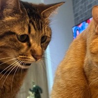 お父さんが釣ってきた魚を見て『表情を変えた2匹の猫』→ボウルの中を見ると…笑える瞬間に３万いいね「露骨すぎる」「姿勢もおもろいｗ」