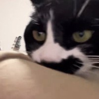 服を噛んできた猫→離してほしくて『腕をブンブン振ってみた』結果…爆笑必至の展開が29万再生「にやけ笑い止まらん」「ヤダーって言ってそうｗ」