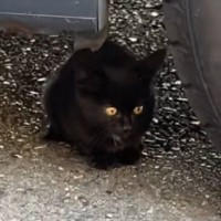 車の下に潜んでいた『小さな野良猫』を見守っていると…思いもよらない展開が30万再生「よろしくお願いしますｗ」「運命の出会い」と反響