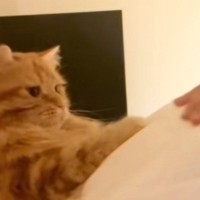 大好きな飼い主さんが『妊娠』したら…愛猫がとった素敵な行動に涙が出てくると252万再生「夫レベル」「辛くても頑張れそう」と感動の声続出