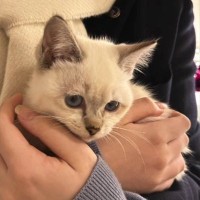 『うちで育てたい』野良の子猫を連れて帰ってきた娘に、『猫が苦手な母』は…思わず涙が出る展開が39万再生「なんて素敵」「愛が溢れてる」