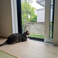 猫が『脱走』してしまったときにすべきこと6つ　探し方のポイントや再発予防策も解説