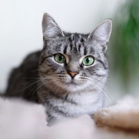 猫を『カッコいい』と感じるシーン3選　ふとした瞬間に見せる魅力的な一面とは？