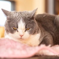 猫が飼い主を『にらんでくる』ときの理由5つ　機嫌が悪いとは限らない？適切な接し方も解説