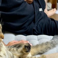 ソファでくつろいでいた『猫とお父さん』を見たら…思わず撮影した『まさかの瞬間』に４万いいね「座り方よｗ」「シンクロしてて笑った」