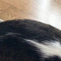 こたつに入ろうとした猫→『入口を間違えた』結果…まさかの光景に爆笑の声続出「えらいところに顔をｗ」「すごい無理矢理ｗ」と４万いいね