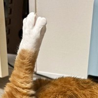 ふと毛づくろいしている猫を見たら、後ろ姿が……『まさかの瞬間』に「まんますぎて吹いた」「骨まで噛みつかなきゃ」とSNSで反響