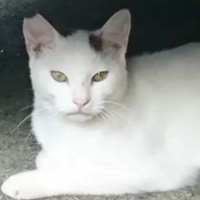 少しずつ仲良くなっていった『ひとりぼっちの猫』→突然現れなくなって20日後…思わず涙が出る展開に「泣かされますね」「グッときた」