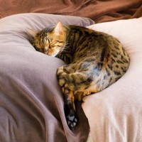 猫が信頼している人にみせる『寝相』5つ　無防備な姿に隠された心理とは