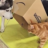 猫と犬に『段ボール箱でつくったバレバレの罠』を仕掛けてみた結果…まさかの展開に爆笑する人続出「久しぶりに笑った」「可愛すぎるｗｗ」