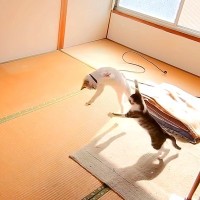 2階の部屋をネコたちのために開放した結果→大喜びして……微笑ましすぎる光景が29万再生「メジャー押さえてるｗ」「すっごい楽しそうｗ」
