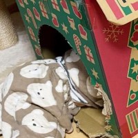 キャットハウスに入っていた赤ちゃん→『猫がいる場所』を見ると…まさかの『間違い』に３万いいね「隣の芝生は青いｗ」「爆笑したｗ」