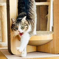 『虎の屏風かと』ハウスからでてきた６歳のネコ→あくびをした結果…『迫力ありすぎる光景』が41万表示「強そうだねｗ」「ガオーッ」