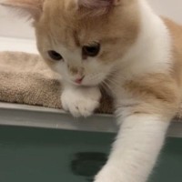 子猫が『お風呂遊び』を覚えた結果…たまらなく可愛い『癒される光景』が79万再生「一日の疲れが吹き飛ぶ」「一緒に遊びたいｗ」と絶賛