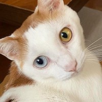 『おいで、おいで〜』と愛猫のことを呼ぶと……可愛すぎる瞬間に「躍動感が良いｗ」「めちゃくちゃ急いで来た感ｗ」とSNSで反響