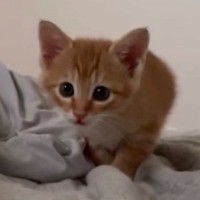 そろりそろりと近づいてくる子猫→『飼い主が起きていると気付いた』次の瞬間…尊すぎる行動に「言葉を失う可愛さ」「ハートを奪われた」と話題