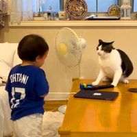 小さな男の子を威嚇しまくるネコ→近づいた結果…まるでツンデレな『教育方法』が785万再生「猫パンチの優しさ」「毅然としたところ好き」