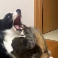 生後6か月の子猫→犬に狙いを定めると…まさかの『狙った場所』とじゃれ合いの様子が152万再生「予想以上の狩られ方ｗ」「すごいｗ」