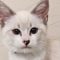 ほぼ白色だった子猫→成長したら……違う猫にしか見えない『驚愕のビフォーアフター』に３万いいね「誰ｗｗ」「分からなさすぎるｗ」と爆笑の声