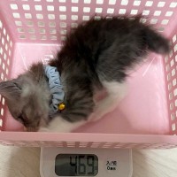 小さなカゴに入る子猫→『数か月後』、同じカゴに入った結果…成長ビフォーアフターに爆笑の声「いやまだいける」「電車の中で声出たｗ」