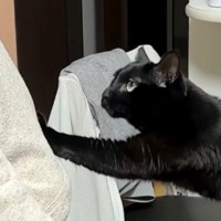 抱っこしてほしい黒猫→パパが両手を広げて待っていると…ニヤけずにはいられない『尊すぎる光景』が21万再生「愛情たっぷり」「ラブラブだね」