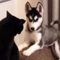 近づいてきたハスキーの子犬→猫が『連続パンチ』を繰り出すと…思わず笑ってしまう攻防が20万再生「なかなかのパンチｗ」「ただただ可愛いｗ」