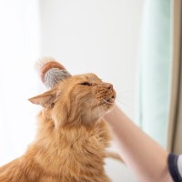 猫が『ブラッシング』を避けたがる理由3つ　嫌がるときの対処法からお手入れのコツまで