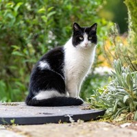 秋から冬のカナディアンロッキーを5ヵ月間生き延びた迷子猫　長旅をへて家族の元へ