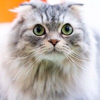 首相のアドバイザーは、保護施設からやって来た「繁殖禁止猫種」　SNSでも大人気に　ベルギー