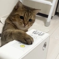 ヒーターをつけてほしい猫が、『驚きの行動』に……笑ってしまうやり取りの様子が13万再生「もうすぐ使いこなすね」「圧がすごいｗ」