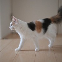 猫が『フローリング』で起こしがちなトラブル3選　ケガや事故に繋がる可能性から改善策まで