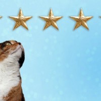 猫が家族に『順位付け』していると感じる3つの行動　態度を変える理由や法則も解説