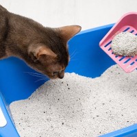 猫が『トイレ掃除』を見つめているときの心理4選　すかさず監視しにくる理由とは？