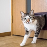 家の扉に『猫ドア』を取り付けるメリット5つ　費用の目安や気を付けたいポイントも