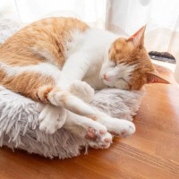猫が体調を崩しているときの『危険な寝姿』3つ　病気のサインから取るべき対処法まで解説