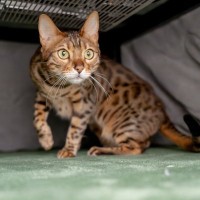 猫が大喜びする『暖房器具』5選　効果的な使い方から注意点まで