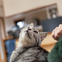 猫が飼い主に『叶えてほしい』と願うこと3選　愛猫の幸せを実現するための方法も