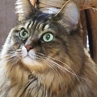 『モフモフな猫』が座った結果→全身を見ると……『あまりにも綺麗すぎるシルエット』に２万いいね「美しい」「ゴージャスな毛並み」と反響