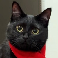 寒さ対策万全な黒猫→『首に巻かれているもの』を見ると……尊い光景に「可愛すぎて変な声出た」「赤がよく似合ってる」とSNSで反響