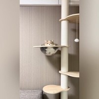 ふとキャットタワーを見たら、『溢れていたネコ』…２度見必至な『まさかの光景』が484万再生「やはり猫は液体」「透明で良かった」