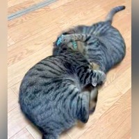取っ組み合いをする２匹の猫→お互いをつかんで…『思わず笑ってしまう光景』が話題「蹴ってるのに蹴られているエンドレス」「メビウスの輪」