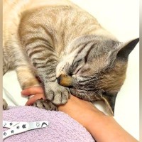 爪切りが嫌いなネコ→ママの手をつかみ…どうしても阻止したくて見せた『演技』に反響「狸寝入りならぬ猫寝入り」「永遠に切れへんやつやｗ」