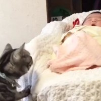赤ちゃんをやさしく見守る実家の猫→『５年後』、久しぶりに対面すると…心温まる光景が190万再生「本当にいい子」「ウルウルときた」