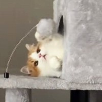 お気に入りのおもちゃで遊びまくった猫→先に付いていた『ボンボン』が取れた結果…『切なすぎる光景』に「つけてあげてｗ」「想像以上で笑った」