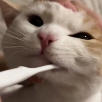 小さい頃から『歯磨きの習慣がある猫』→パパが歯を磨くと…信じられない『驚きの光景』が362万再生「天才猫ちゃん」「えーすごい」と絶賛