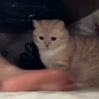 こたつの中で『ホットカーペットを満喫する猫』→人間の足が入ってくると…笑ってしまう光景が61万再生「縄張りだねｗ」「マジで可愛すぎる」