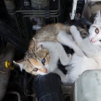 車に乗る前に欠かせない『猫バンバン』とは？猫たちの命を守るために確認すべきこと